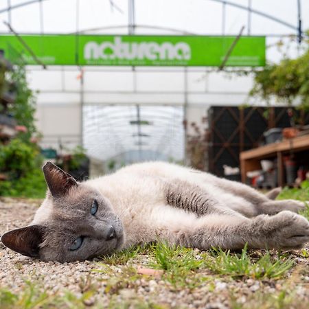 Pensjonat Naturena Agro-Turismo Durrães Zewnętrze zdjęcie