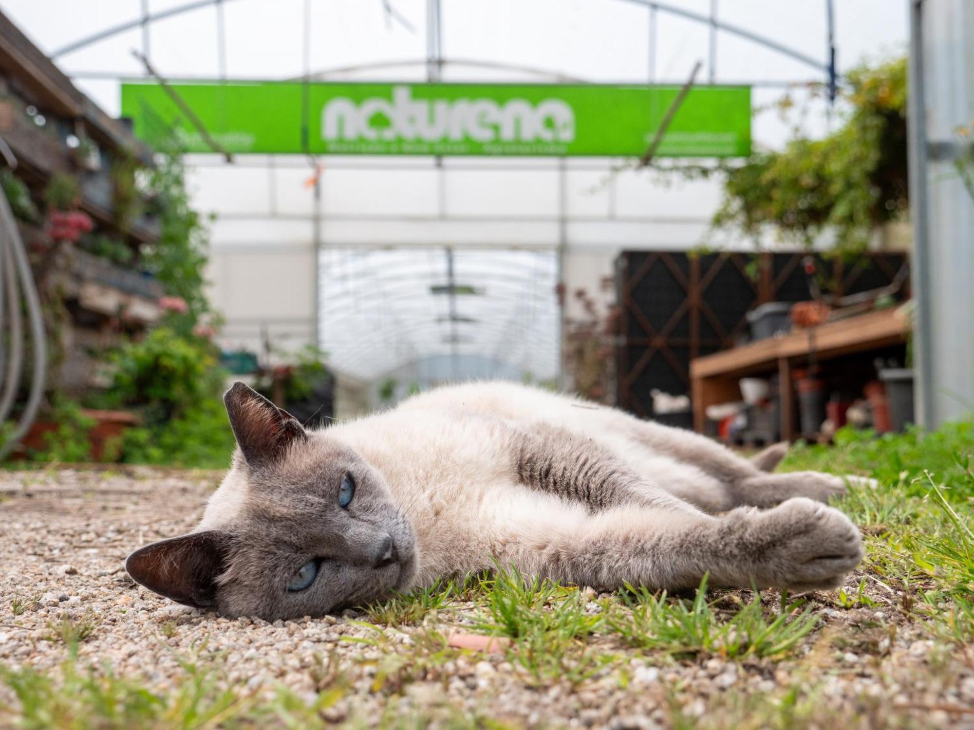 Pensjonat Naturena Agro-Turismo Durrães Zewnętrze zdjęcie